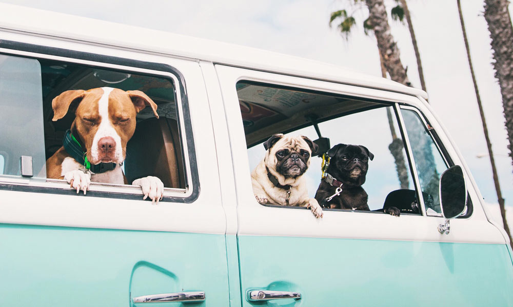 JKI25-Latest-News-Just-Kampers-Header-1 Three dogs in a VW Campervan, parked up at the beach