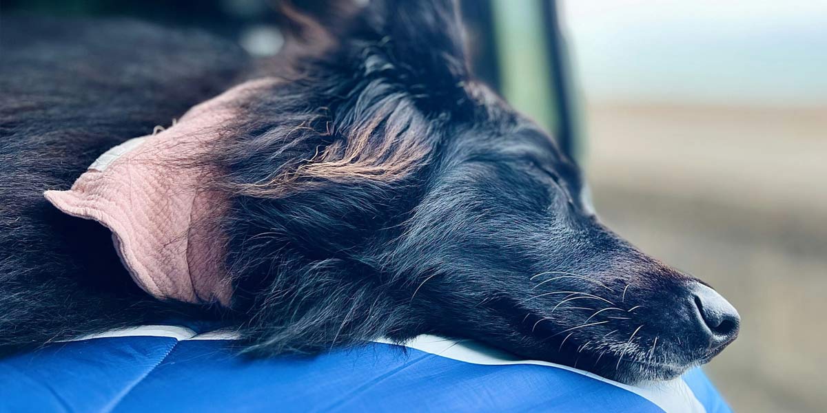 A Bback Border Collie with a pink neckerchief taking a nap A black Border Collie with a pink neckerchief taking a nap
