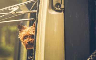 Protected: Dogs and Campervans: Laws You Need to Know