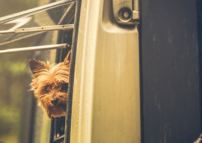 Dogs and Campervans: Laws You Need to Know
