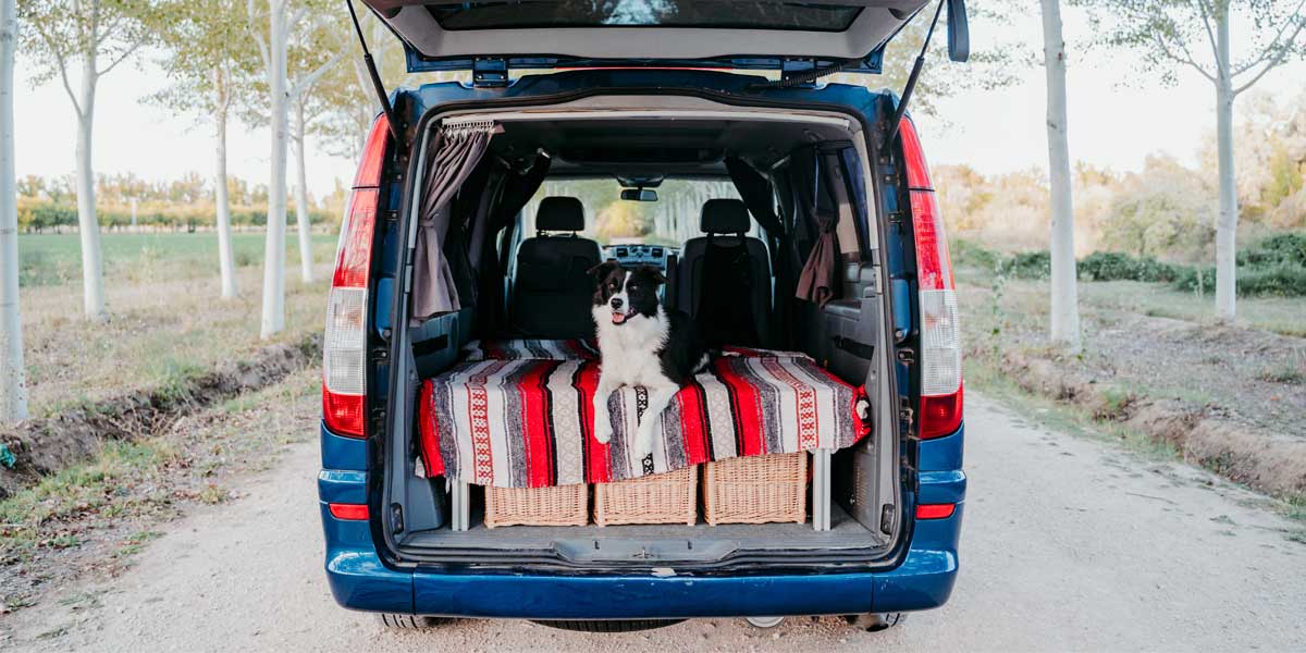 Cute border collie dog relaxing in a campervan Cute border collie dog relaxing in a campervan