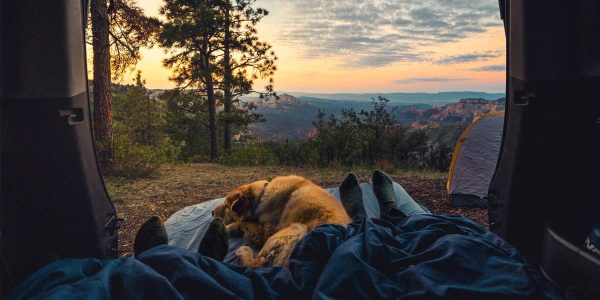 Golden Retriever Sleeping between its owners in a campervan Golden Retriever Sleeping between its owners in a campervan