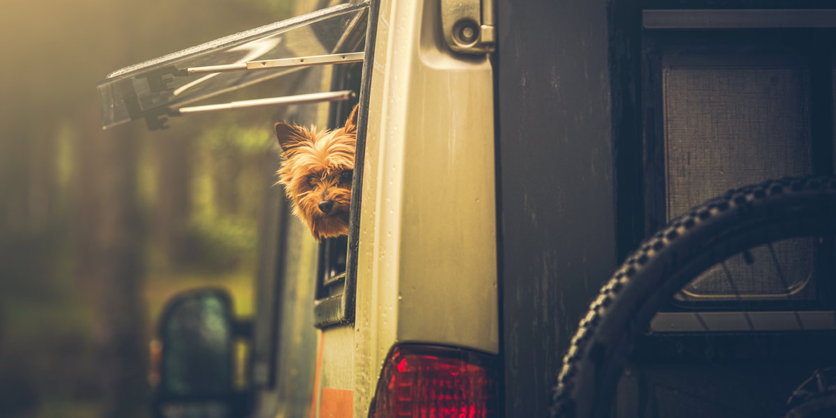 A Terrier popping their head out of a motorhome window A Terrier popping their head out of a motorhome window
