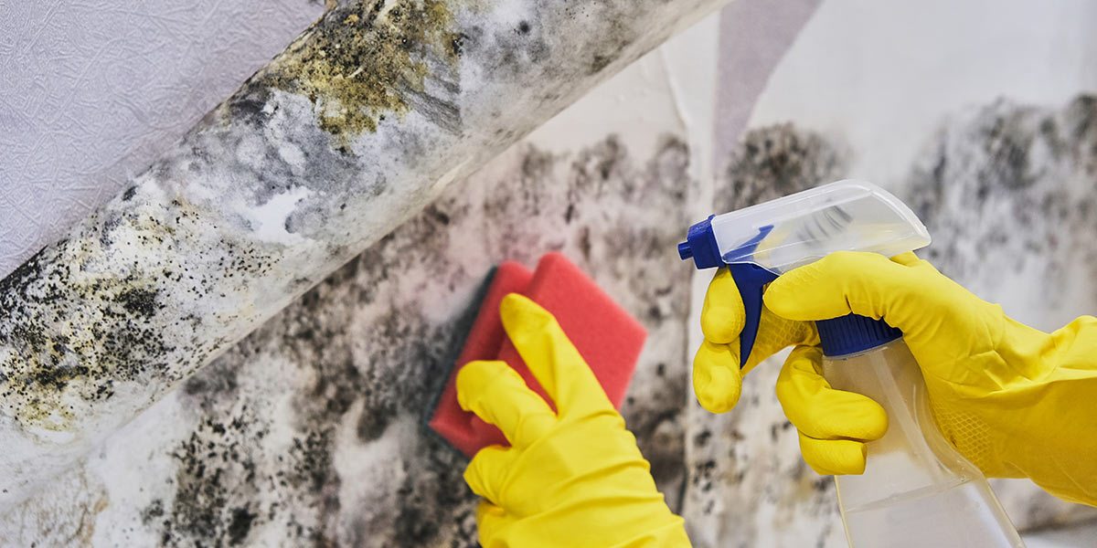 Cleaning intense mould from surfaces